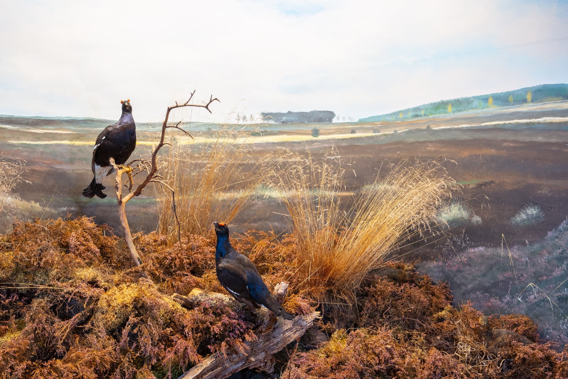 Twee korhoenders in het heidediorama van Natuurmuseum Holterberg