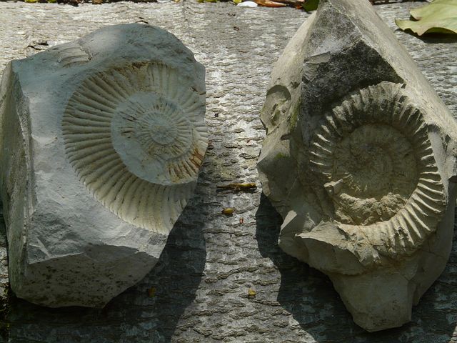 Fossielen, stenen en mineralen