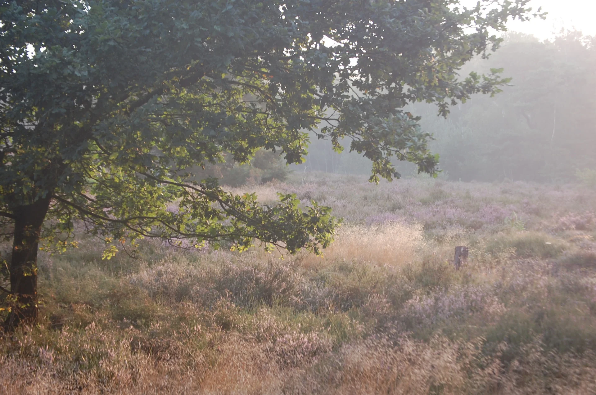 Ochtendmist boven de heide op de Holterberg